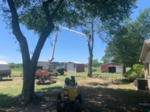 Speedy Tree Services - Farmersville TX