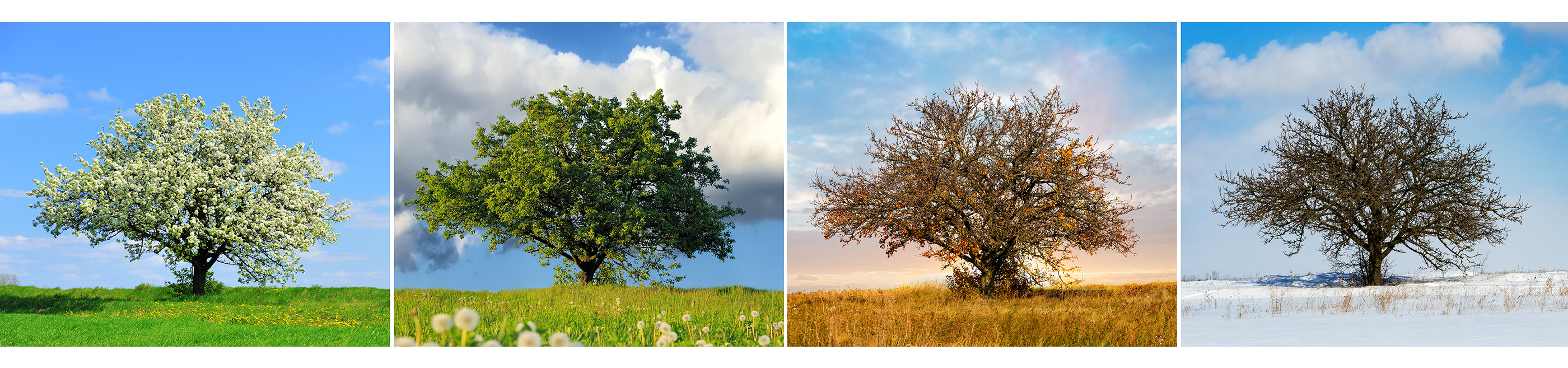 tree 4 seasons