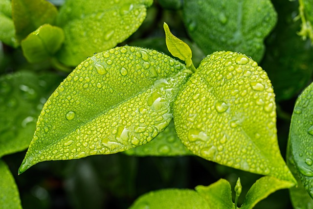 watering trees in summer